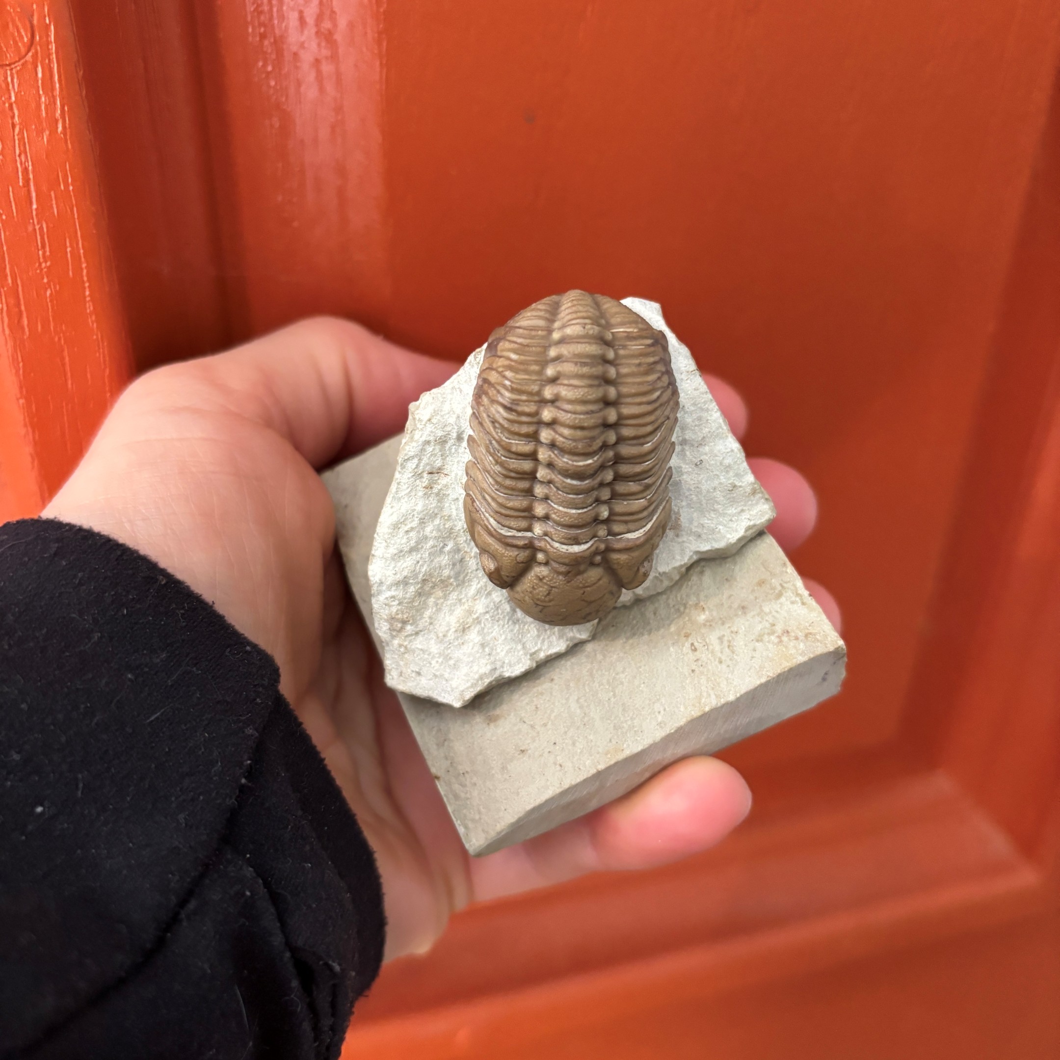 Fossil Trilobite - Reedops deckeri ~ Black Cat Mountain, Oklahoma - Image 2