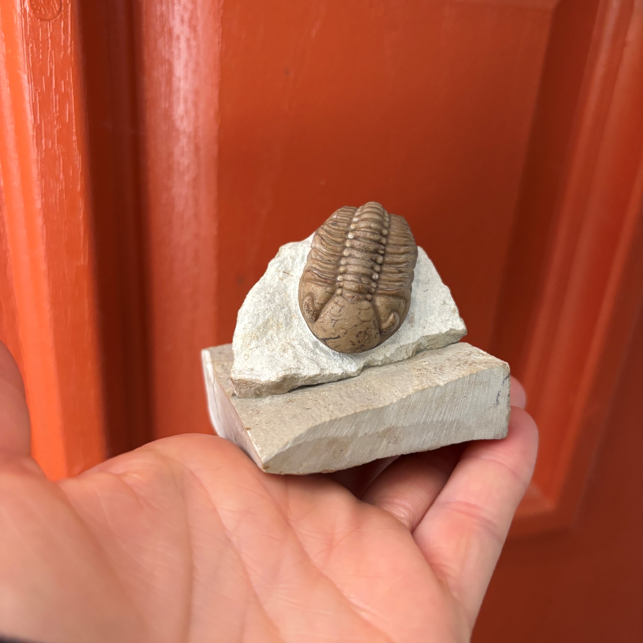 Fossil Trilobite - Reedops deckeri ~ Black Cat Mountain, Oklahoma - Image 3