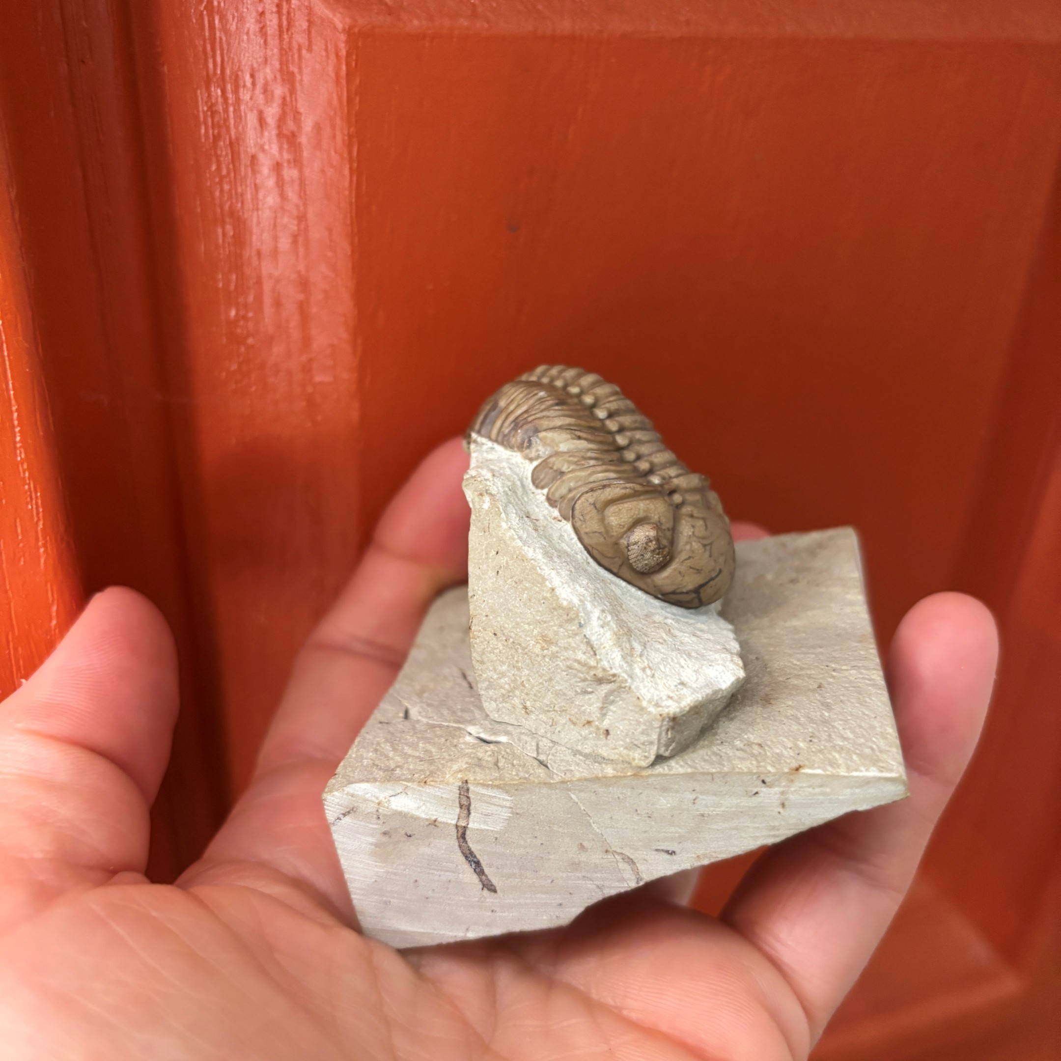 Fossil Trilobite - Reedops deckeri ~ Black Cat Mountain, Oklahoma - Image 4
