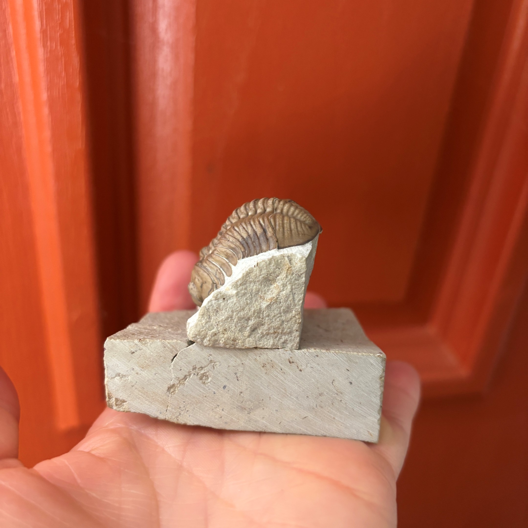 Fossil Trilobite - Reedops deckeri ~ Black Cat Mountain, Oklahoma - Image 6