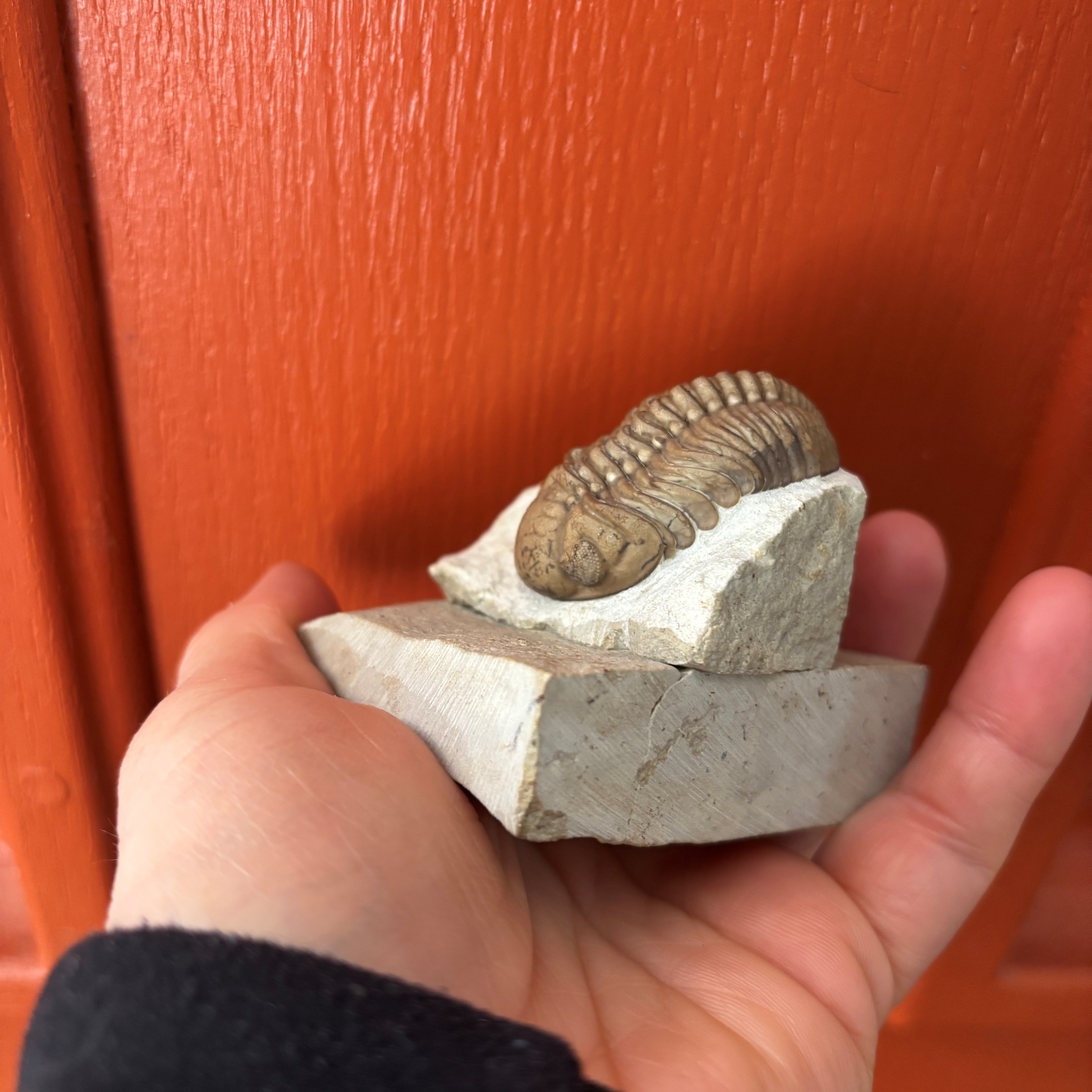 Fossil Trilobite - Reedops deckeri ~ Black Cat Mountain, Oklahoma - Image 7