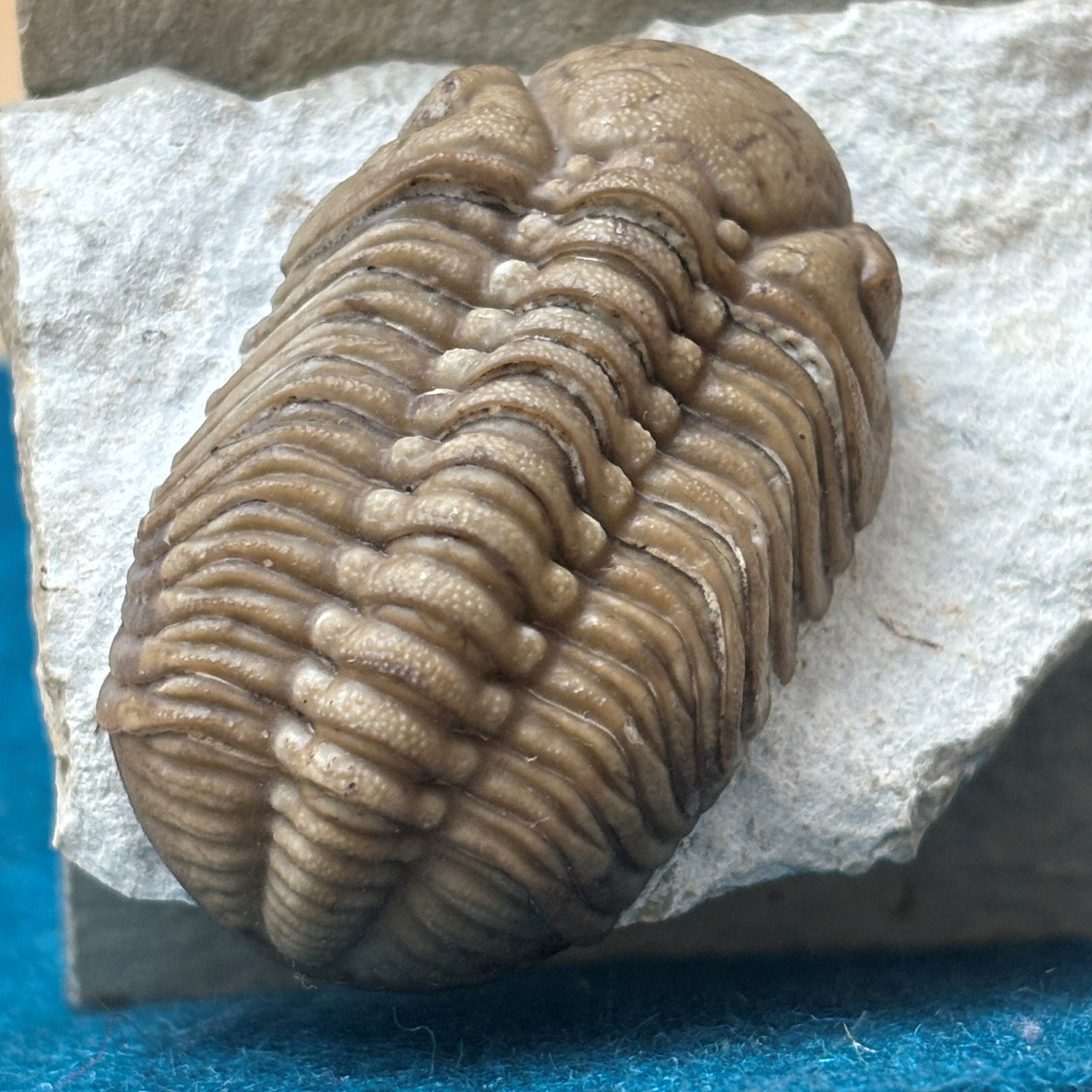 Fossil Trilobite - Reedops deckeri ~ Black Cat Mountain, Oklahoma - Image 12