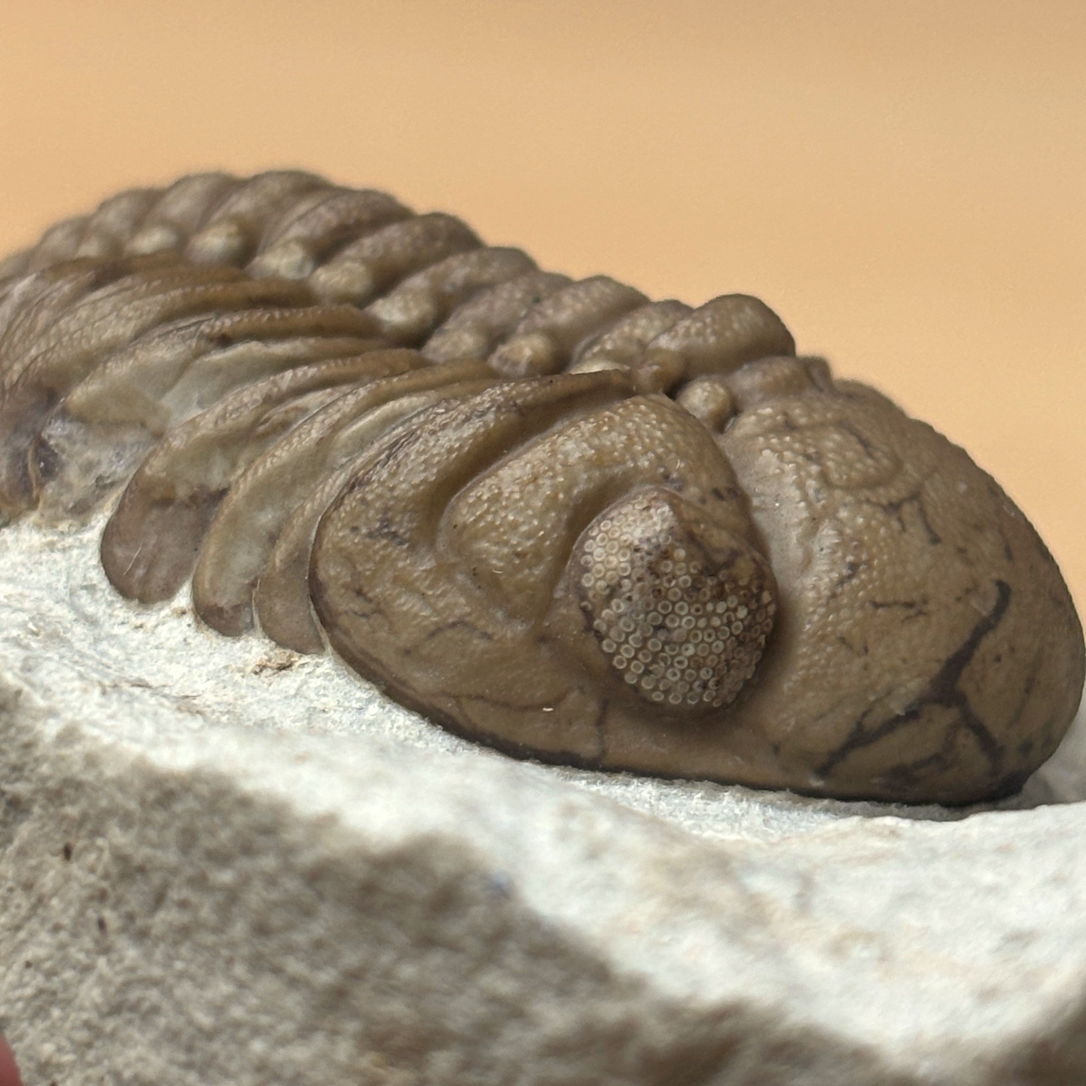 Fossil Trilobite - Reedops deckeri ~ Black Cat Mountain, Oklahoma - Image 13