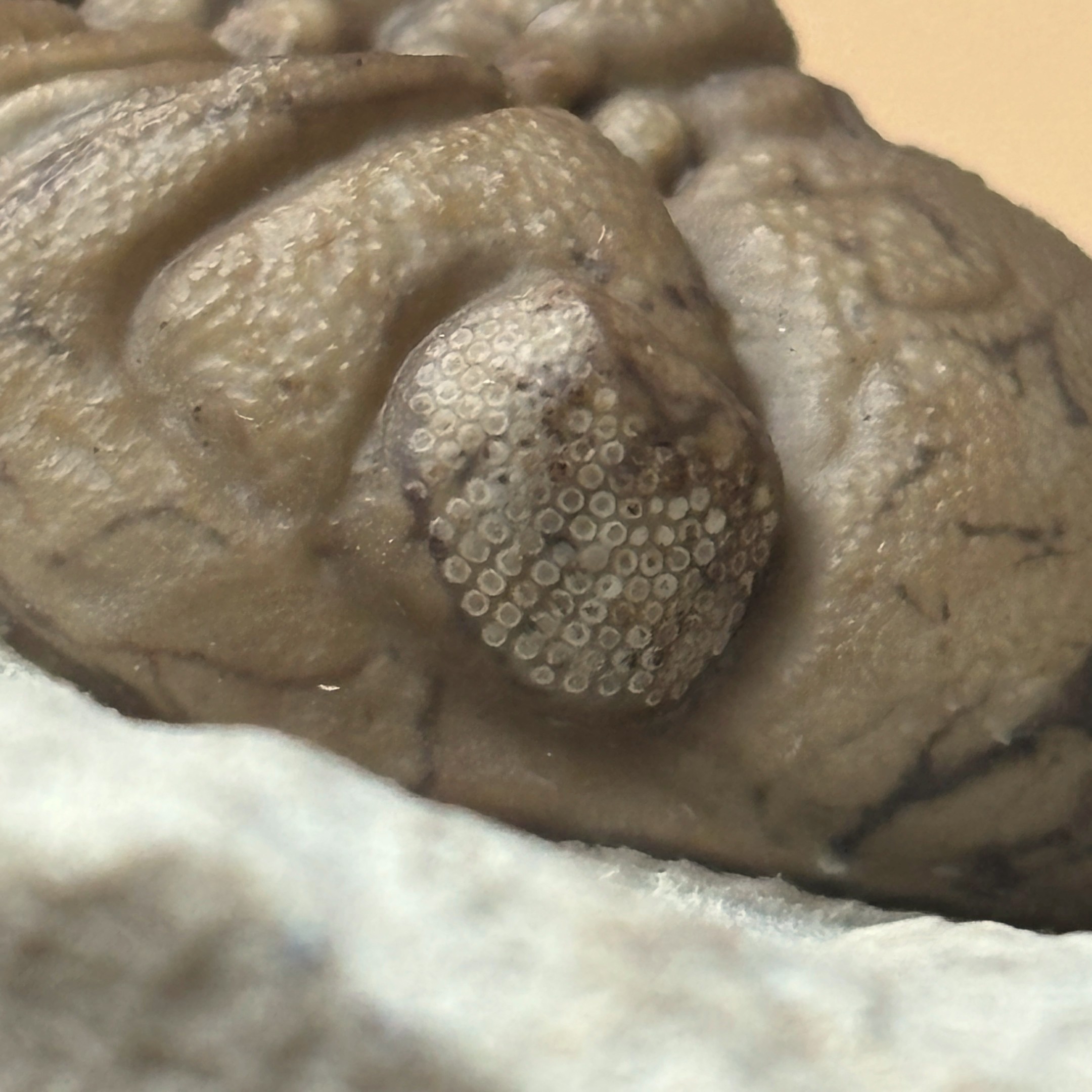 Fossil Trilobite - Reedops deckeri ~ Black Cat Mountain, Oklahoma - Image 14