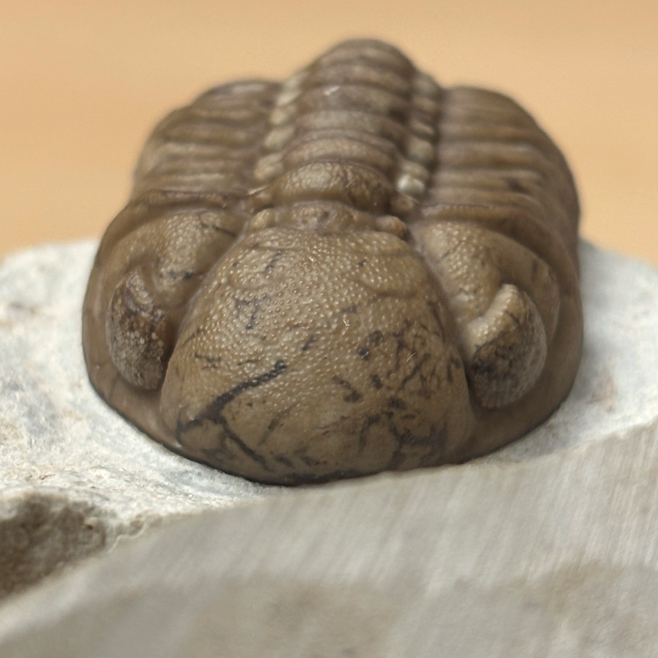 Fossil Trilobite - Reedops deckeri ~ Black Cat Mountain, Oklahoma - Image 15