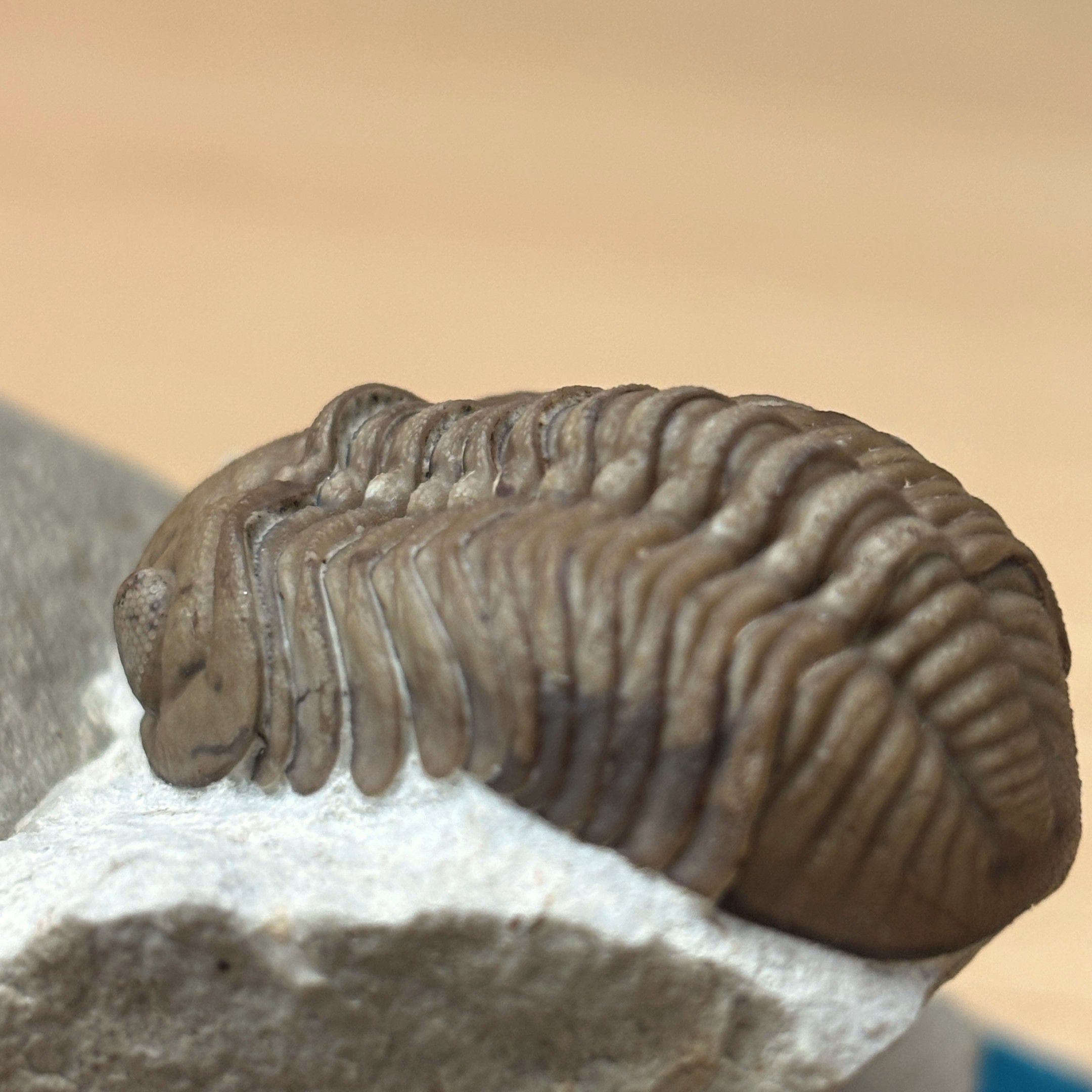 Fossil Trilobite - Reedops deckeri ~ Black Cat Mountain, Oklahoma - Image 16