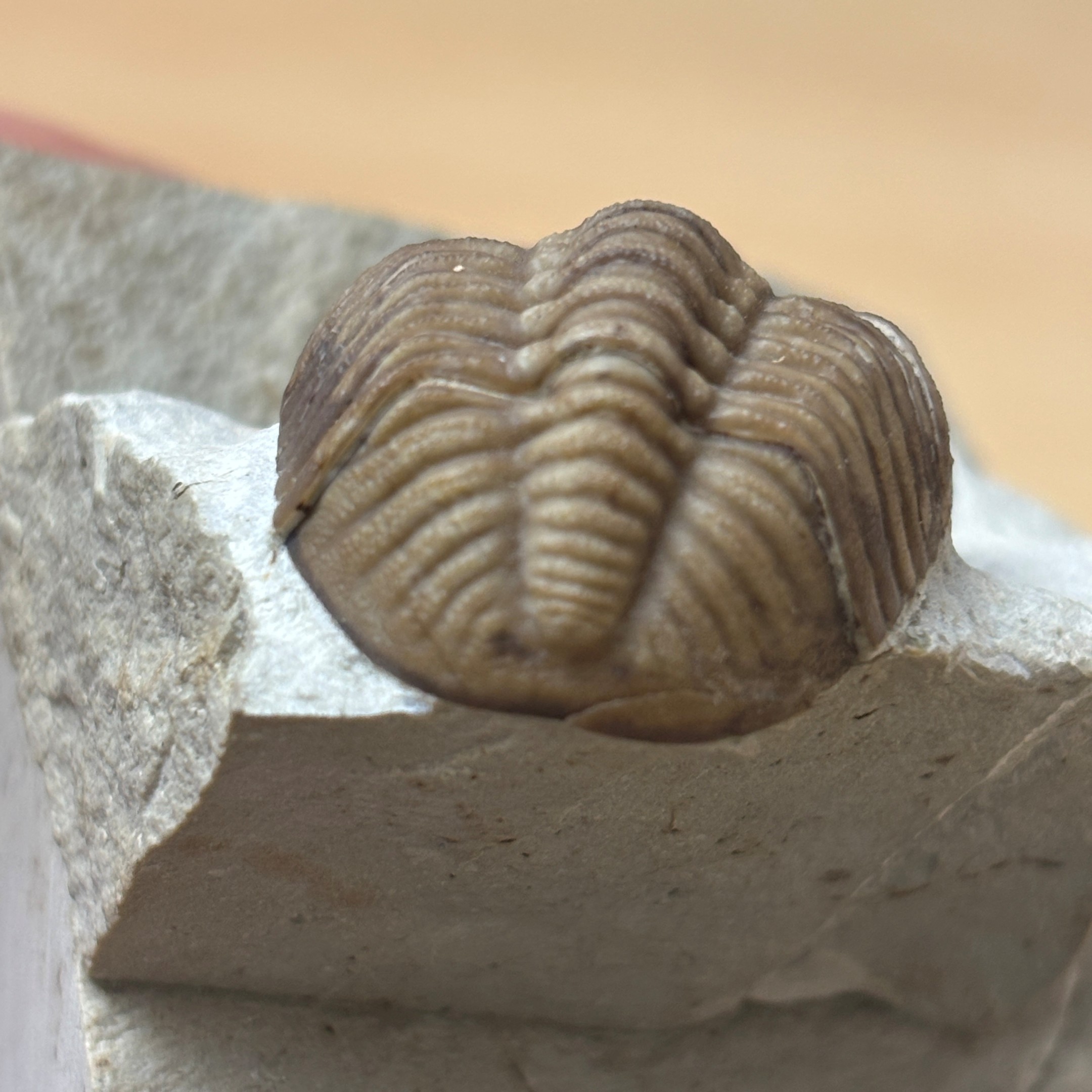 Fossil Trilobite - Reedops deckeri ~ Black Cat Mountain, Oklahoma - Image 17