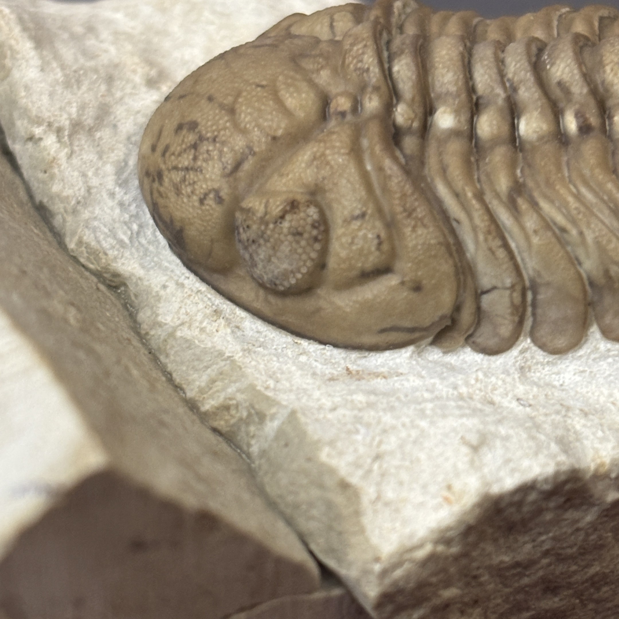 Fossil Trilobite - Reedops deckeri ~ Black Cat Mountain, Oklahoma - Image 18