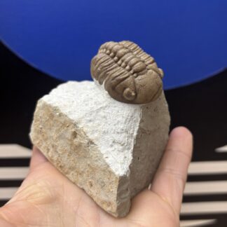Fossil Trilobite - Reedops deckeri ~ Black Cat Mountain, Oklahoma