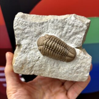 Fossil Trilobite - Reedops deckeri ~ Oklahoma, USA